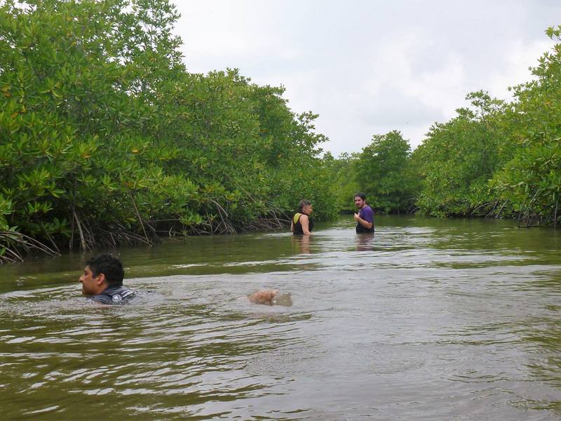 Mangrove-mag-gyűjtés.  Fotó: Pietro Martinucci 